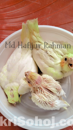 Cockatiel lutino pearl tame size baby